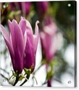 Tulip Magnolias On A Gray Day Acrylic Print