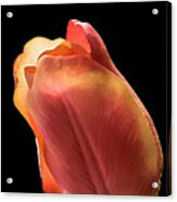 Tulip Acrylic Print