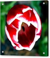 Tulip Opening Acrylic Print