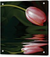 Tulip Reflections Acrylic Print