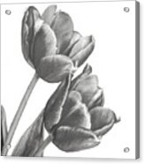 Tulip Sketch Acrylic Print