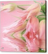 Tulip Wish Acrylic Print