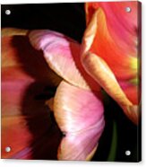 Tulips - Night And Day Acrylic Print