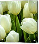 Tulips 4 Acrylic Print