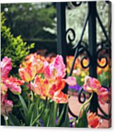 Tulips At The Garden Gate Acrylic Print