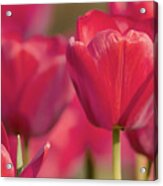 Tulips Flowers Paint Acrylic Print