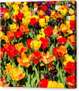 Tulips Of Color Acrylic Print