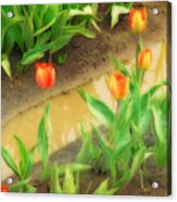 Tulips Reflected Acrylic Print