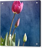 Tulips Acrylic Print