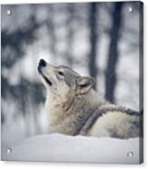Tundra Wolf Winter Acrylic Print