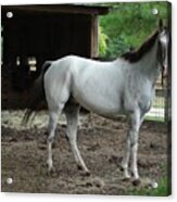 Turk The Horse Acrylic Print