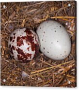 Turkey Vulture Eggs Acrylic Print