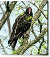 Turkey Vulture Portrait Acrylic Print