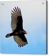 Turkey Vulture Soaring Acrylic Print