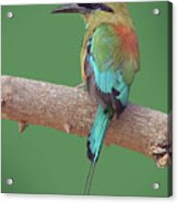 Turquoise-browed Motmot Acrylic Print