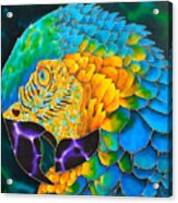 Turquoise Gold Macaw Acrylic Print