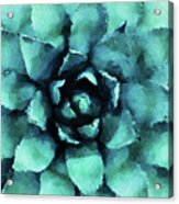 Turquoise Succulent Plant Acrylic Print