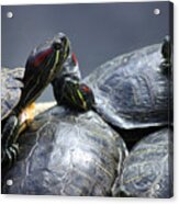Turtle Bale Acrylic Print
