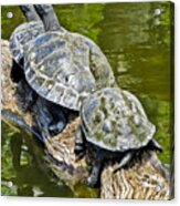 Turtle Family Acrylic Print