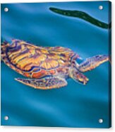 Turtle Up Acrylic Print