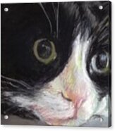 Tuxedo Cat Acrylic Print