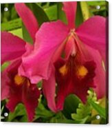Twin Orchids Acrylic Print