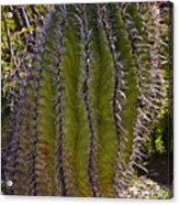 Twisted Cactus Acrylic Print