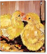 Two Baby Cornish Chicks Acrylic Print