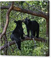 Two Bear Cubs Kissing Up A Tree Acrylic Print