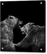 Two Bears In Black And White Acrylic Print