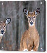 Two Beauties Acrylic Print