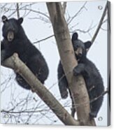Two Black Bears Resting In Tree Acrylic Print