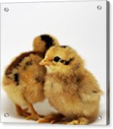 Two Cute Chicks Acrylic Print