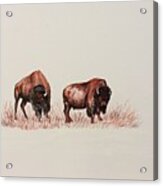 Two Grumpy Bisons Acrylic Print