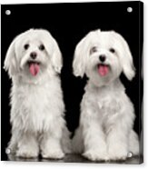 Two Happy White Maltese Dogs Sitting, Looking In Camera Isolated Acrylic Print