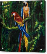 Two Macaws In The Rain Forest Acrylic Print