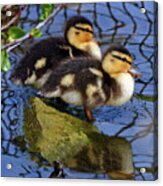 Two Mallard Ducklings Acrylic Print