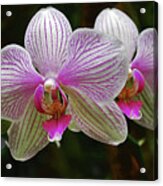Two Orchids Acrylic Print
