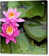 Two Pink Lilies Acrylic Print