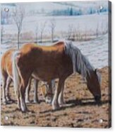 Two Ponies In The Snow Acrylic Print