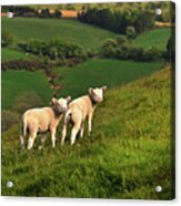 Two Welsh Lambs Acrylic Print