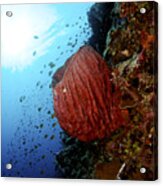 Underwater Scene - Barrel Sponge Acrylic Print