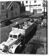 Unloading Sardines Trucked In From Southern California 1950 Acrylic Print
