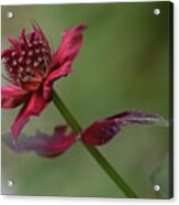 Bee Balm Acrylic Print