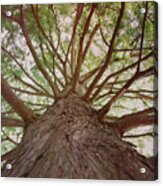 Up A Tree Acrylic Print