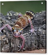 Up And Over - Gecko Acrylic Print