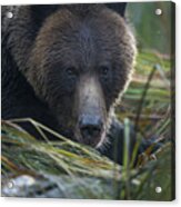 Up Close And Personal With A Grizzly Acrylic Print