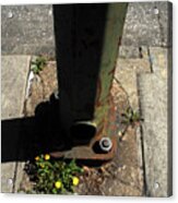 Dandelions Grow Through Concrete In Baltimore Acrylic Print