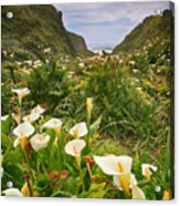 Valley Of The Lilies Acrylic Print