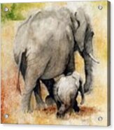 Vanishing Thunder Series - Mama And Baby Elephant Acrylic Print